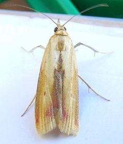 Ufa lithosella by (c) jimeckert49, some rights reserved (CC BY). Used under a CC-BY license.