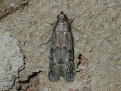 Vitula edmandsii by (c) John P Friel, some rights reserved (CC BY), uploaded by John P Friel. Used under a CC-BY license.