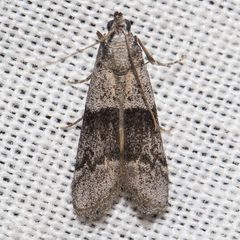 Vitula insula by (c) Ken-ichi Ueda, some rights reserved (CC BY), uploaded by Ken-ichi Ueda. Used under a CC-BY license.