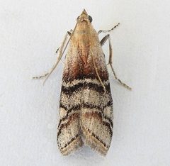 Vitula pinei by (c) jimeckert49, some rights reserved (CC BY). Used under a CC-BY license.