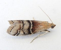 Vitula pinei by (c) jimeckert49, some rights reserved (CC BY). Used under a CC-BY license.