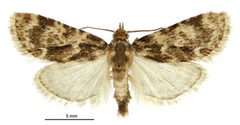 Aglossa caprealis by (c) Landcare Research New Zealand Ltd., some rights reserved (CC BY). Used under a CC-BY license.
