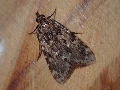 Aglossa caprealis by (c) Saryu Mae 前 朝琉, some rights reserved (CC BY), uploaded by Saryu Mae 前 朝琉. Used under a CC-BY license.