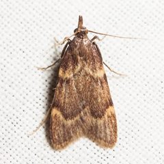 Aglossa electalis by (c) Ken-ichi Ueda, some rights reserved (CC BY), uploaded by Ken-ichi Ueda. Used under a CC-BY license.