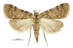 Aglossa pinguinalis by (c) Landcare Research New Zealand Ltd., some rights reserved (CC BY). Used under a CC-BY license.