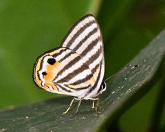 Riodinidae by (c) Roger Rittmaster, some rights reserved (CC BY), uploaded by Roger Rittmaster. Used under a CC-BY license.