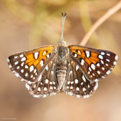 Apodemia mormo by (c) Ken-ichi Ueda, some rights reserved (CC BY). Used under a CC-BY license.