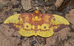 Eacles imperialis by (c) Andy Reago & Chrissy McClarren, some rights reserved (CC BY). Used under a CC-BY license.