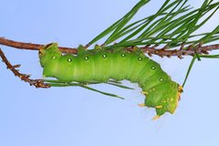 Eacles imperialis by (c) Judy Gallagher, some rights reserved (CC BY). Used under a CC-BY license.