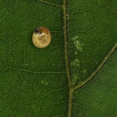 Eacles imperialis by (c) Benjamin Smith, some rights reserved (CC BY). Used under a CC-BY license.