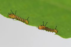 Eacles imperialis by (c) Benjamin Smith, some rights reserved (CC BY). Used under a CC-BY license.