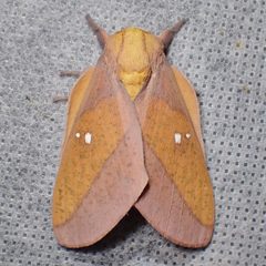 Syssphinx montana by (c) Sue Carnahan, some rights reserved (CC BY), uploaded by Sue Carnahan. Used under a CC-BY license.