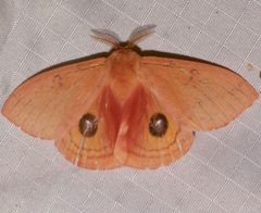 Automeris patagoniensis by (c) Laura Gaudette, some rights reserved (CC BY), uploaded by Laura Gaudette. Used under a CC-BY license.