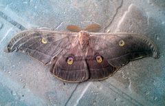 Antheraea by (c) Ben Sale, some rights reserved (CC BY). Used under a CC-BY license.