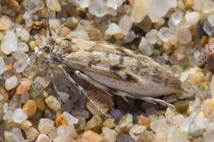 Areniscythris brachypteris by (c) Ken-ichi Ueda, some rights reserved (CC BY), uploaded by Ken-ichi Ueda. Used under a CC-BY license.