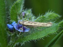 Scythris limbella by (c) Иван Пристрем, some rights reserved (CC BY), uploaded by Иван Пристрем. Used under a CC-BY license.