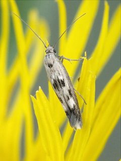 Scythris limbella by (c) Иван Пристрем, some rights reserved (CC BY), uploaded by Иван Пристрем. Used under a CC-BY license.