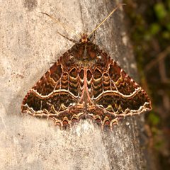 Anurapteryx by (c) Laura Gaudette, いくつかの権利を保有 (CC BY), Laura Gaudette によって投稿されました. Used under a CC-BY license.