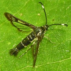 Carmenta bassiformis by (c) Bill Keim, some rights reserved (CC BY). Used under a CC-BY license.