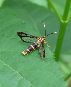 Carmenta bassiformis by (c) John A. Gerwin, some rights reserved (CC BY), uploaded by John A. Gerwin. Used under a CC-BY license.
