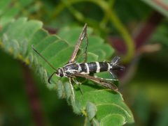Carmenta engelhardti by (c) Matt Muir, some rights reserved (CC BY), uploaded by Matt Muir. Used under a CC-BY license.