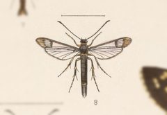 Carmenta pallene by no rights reserved, uploaded by Andreas Manz. Used under a CC0 license.