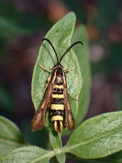 Penstemonia clarkei by (c) Cricket Raspet, some rights reserved (CC BY), uploaded by Cricket Raspet. Used under a CC-BY license.