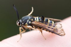 Tinthiinae by (c) Owen Strickland, some rights reserved (CC BY), uploaded by Owen Strickland. Used under a CC-BY license.