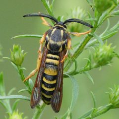Pennisetia marginatum by (c) Linda Watson, some rights reserved (CC BY), uploaded by Linda Watson. Used under a CC-BY license.