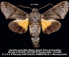 Cautethia spuria by (c) Doug Macaulay, some rights reserved (CC BY). Used under a CC-BY license.