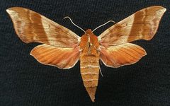 Darapsa choerilus by (c) Doug Macaulay, some rights reserved (CC BY), uploaded by Doug Macaulay. Used under a CC-BY license.