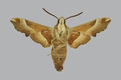 Proserpinus gaurae by (c) The Trustees of the Natural History Museum, London, some rights reserved (CC BY). Used under a CC-BY license.