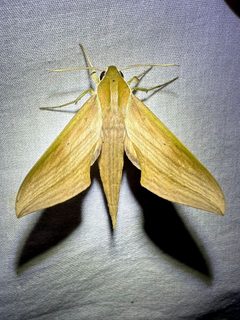Xylophanes libya by (c) brendanboyd, some rights reserved (CC BY). Used under a CC-BY license.