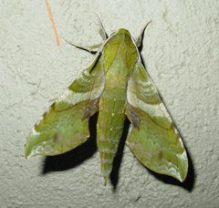 Xylophanes pluto by (c) pondhawk, some rights reserved (CC BY). Used under a CC-BY license.