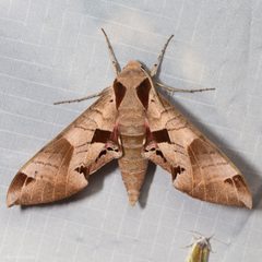 Eumorpha achemon by (c) Ken-ichi Ueda, some rights reserved (CC BY), uploaded by Ken-ichi Ueda. Used under a CC-BY license.