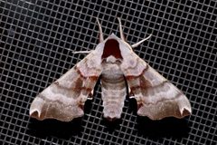 Smerinthus jamaicensis by (c) Laura Gaudette, some rights reserved (CC BY), uploaded by Laura Gaudette. Used under a CC-BY license.