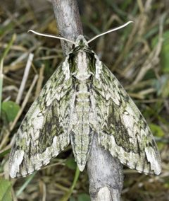 Ceratomia hageni by no rights reserved, uploaded by Robbie Hannawacker. Used under a CC0 license.