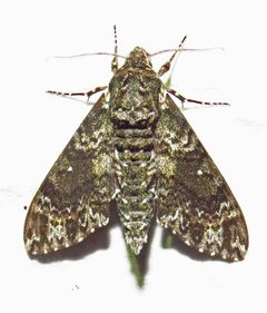 Dolba hyloeus by (c) David Dodd, some rights reserved (CC BY), uploaded by David Dodd. Used under a CC-BY license.