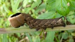 Lintneria eremitus by (c) Randy A Nonenmacher, some rights reserved (CC BY), uploaded by Randy A Nonenmacher. Used under a CC-BY license.