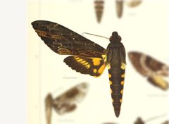 Neococytius cluentius by no rights reserved, uploaded by Andreas Manz. Used under a CC0 license.