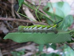 Paratrea plebeja by (c) Evan M. Raskin, some rights reserved (CC BY), uploaded by Evan M. Raskin. Used under a CC-BY license.