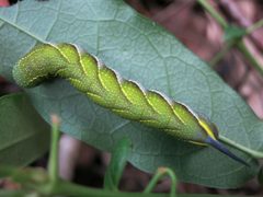 Paratrea plebeja by (c) Evan M. Raskin, some rights reserved (CC BY), uploaded by Evan M. Raskin. Used under a CC-BY license.