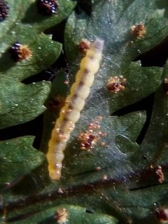 Stathmopodidae by (c) Stephen Thorpe, some rights reserved (CC BY), uploaded by Stephen Thorpe. Used under a CC-BY license.