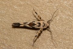 Stathmopodidae by (c) Possums' End, some rights reserved (CC BY), uploaded by Possums' End. Used under a CC-BY license.