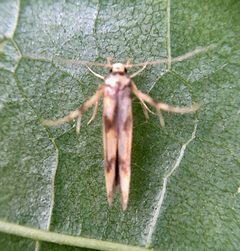 Stathmopodidae by (c) Paul Cook, some rights reserved (CC BY), uploaded by Paul Cook. Used under a CC-BY license.