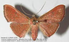 Banisia furva by no rights reserved, uploaded by Andreas Manz. Used under a CC0 license.