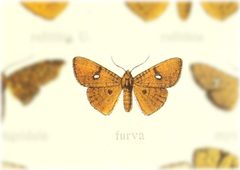 Banisia furva by no rights reserved, uploaded by Andreas Manz. Used under a CC0 license.