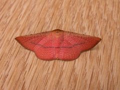 Striglininae by (c) Donald Hobern, some rights reserved (CC BY). Used under a CC-BY license.