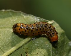 Dysodia oculatana by (c) David George, some rights reserved (CC BY), uploaded by David George. Used under a CC-BY license.