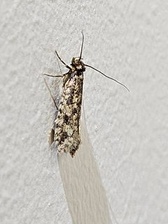 Lindera tessellatella by (c) prosperosity, some rights reserved (CC BY). Used under a CC-BY license.